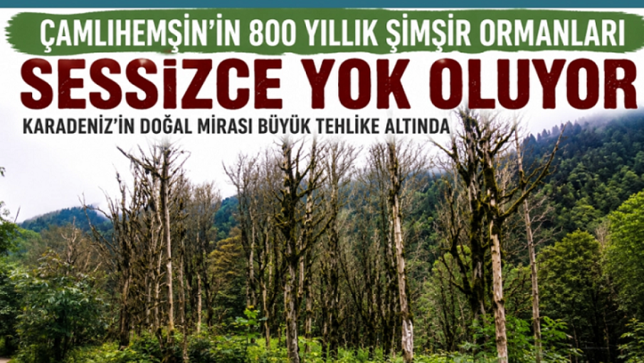 Çamlıhemşin’in Asırlık Şimşir Ormanları Yok Olma Tehlikesiyle Karşı Karşıya